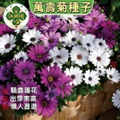 萬壽菊種子 菊類植物  花卉植物 四季易種 陽台庭院盆栽 花壇觀賞 景觀美化 家庭園藝 室內陽光充足花卉植物推薦