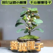 ✔💯【菩提樹種子】 招財運植物 菩提子種子 千絲菩提 小盼菩提樹種子 紫檀 桌面盆栽種子 印度紫檀 限時搶購