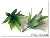 ◎花語人造花資材◎葉材＊新小鳳梨花頭＊可批發~鳳梨頭DIY材料~香包~帶路雞~ 手工藝材料~教學用品