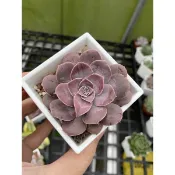 【星辰多肉】蒂芬妮  三吋 穩根連盆寄送。多肉植物，療癒，觀葉，多肉。（寄送會掉葉，可接受再下單）