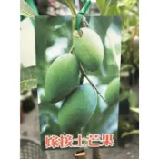 土芒果 勿直接下標 嫁接苗 台灣 芒果樹苗 芒果苗 盆栽 土檨仔 玉井 綠芒果 大果 愛文 四季 玉文 紅龍 香蕉 蜜煌