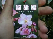 ╭＊田尾玫瑰園＊╯櫻花苗-(河津櫻)多種種類.尺寸可以選購.歡迎詢問