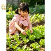 現貨隔日寄萵苣種子 義大利生菜籽 萵仔菜 四季生菜 可採收多次 A菜種子 直立萵苣 快速發芽  有機蔬菜 水耕種子菜園