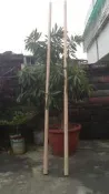 藤椅-籐椅】高級藤棍-藤條-籐條-武術棍-齊眉棍-籐棍-直徑約34mm長180cm=800元