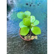 初花農場2店|巴西幸運樹｜闊葉鐵樹｜3寸盆|觀葉植物|室內植物｜葉片有光澤，討喜｜～特價60
