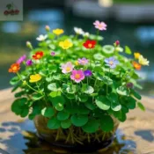 開花銅錢草種子 四季種植 多款花色銅錢草招財水培土培辦公室桌面盆栽種子 金錢草花卉室內水養綠植吸甲醛