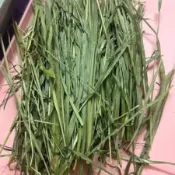 【萌寵鮮牧草】畜牧養殖專用牧草 過篩甜小麥草燕麥草苜蓿提摩西一割二割百慕達 大規模飼養荷蘭豬天竺鼠豚鼠兔子龍貓牛羊馬陸龜