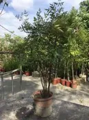 ╭＊田尾玫瑰園＊╯優良庭園用樹-(南天竹)高3尺500元