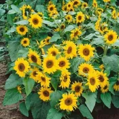 🌱【精選向日葵種子】台灣現貨 矮生款可食用向日葵 室內陽台小盆栽 四季播種