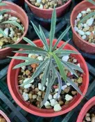 缺~  3寸盆 筒葉麒麟 塊根植物 多肉植物 室內植物 綠化植物