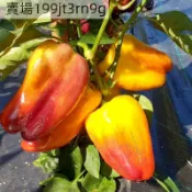 🌶️【印跡 (Klyaksa) 甜椒種子】🌶️新種上市（不辣） 庭院陽台盆栽種植 高度為60-70CM 可觀賞可食用辣椒