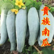 🚀現貨速發【貴族南瓜種子】栗子南瓜 日本南瓜 西洋南瓜 蜜南瓜 果園種子 家庭菜園 瓜果種子 庭院栽種 盆栽 爬藤植物