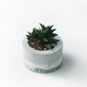 (預購) 莫蘭迪綠系列 | 黑舌 五重塔 小圓形三色水泥多肉植栽
