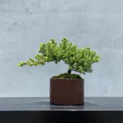 《野趣小品盆栽》珍珠柏249．送禮．松柏盆栽