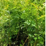 光臘樹苗蝦取宅配滿4棵出貨 高約120-150公分可合併不同植物