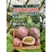 滿天星百香果 請先洽詢 百香果樹苗 百香果盆栽 蜜香 蜜糖 接枝 嫁接 滿天心 百香果苗 路邊攤俱樂部 非 紫星 金三角