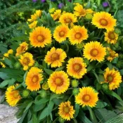現發！天人菊種子（多入組）菊花種子 太陽菊 萬壽菊 波斯菊 四季播種 耐寒耐熱 陽台庭院盆栽 花卉種子