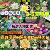 現貨【碗蓮種子】已開口 遇水3天出芽 100款品種💥蝦皮優選熱銷 碗蓮 荷花 蓮花 睡蓮種子 水生植物花卉種子遇水就發芽