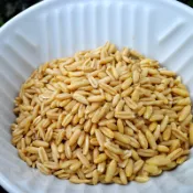 燕麥粒/燕麥米/SGS380項無農藥檢測/五穀雜糧/低脂主食/燕麥蒸飯/可真空包/非基改/可真空包裝/五穀雜糧/綺麗亞