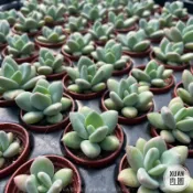 一吋迷你盆【青星美人】多肉植物|多肉|景天科｜療癒小物| 組盆|綠手指必備|［Xuan肉園］
