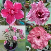 【沙漠玫瑰種子】高發芽率 耐旱植物 珍稀重瓣品系 多肉植物