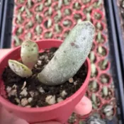 白海豹（天章）/1吋盆🌵【療癒多多肉】全館訂單需滿200元才會出貨🚚