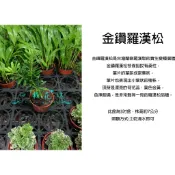 心栽花坊-金鑽羅漢松/羅漢松/3吋/松/杉/柏/檜/特價80