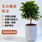 進財樹,旺旺樹 免照顧懶人植物，北歐風格裝潢質感植栽，辦公室居家推薦，送禮自用皆適合。大型盆栽植物｜室內植物｜大型水泥盆