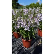 大花天使 食用花可擺盤Angelonia angustifolia
