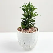 (店+)小品文化｜運轉羅漢松 4吋盆栽｜免澆水盆栽 觀葉植雪胖物 室內植物 桌上盆栽 懶人盆栽 自動吸水盆栽 質感植栽｜鑽石盆