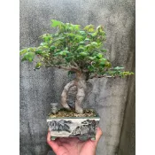日本 唐楓 附石唐楓