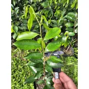 ​【油滋滋綠油王】頂級綠奇楠小小苗｜天然結香必備 鑽孔改造白木香 沉香樹苗