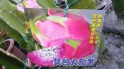 花田厝 水果苗 ** 雙色火龍果  ** 4.5吋盆/高15-25cm/新品種 OvO