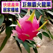 巨無霸紅肉火龍苗🟡枝條🟡 火龍果 火龍果苗 黃龍果 紅龍果 樹苗 果苗 矮化果樹 矮生盆栽 矮化盆栽 水果苗 水果盆栽