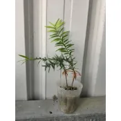 芬氏南洋杉／一盆兩株特價中