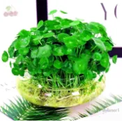 銅錢草種子四季種植銅錢草招財水培植物魚缸辦公室案頭盆栽金錢草花卉室內水養吸甲醛綠植多年生
