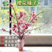 櫻花種子 吉野櫻 山櫻花 八重櫻 台灣山櫻 緋寒櫻 富士櫻 河津櫻 自家栽培 庭院樹 觀花樹 陽台盆栽 春天開花