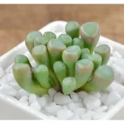 ↠有植感↞ ▮五十鈴玉▮ 多肉植物 多肉 番杏科 石頭玉  觀葉植物 觀葉 室內佈置 送禮首選 植栽 盆栽