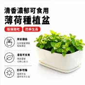 【薄荷種植盆】 薄荷種植盆 薄荷盆栽 種菜盆 陽台種菜盆 綠植盆栽 桌面盆栽 香草種植盆 薄荷種植 室內種植盆 園藝盆栽