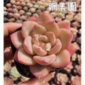 草莓蛋糕🍰/1寸🌵 『療癒多多肉』全館訂單需滿200元才會出貨🚚