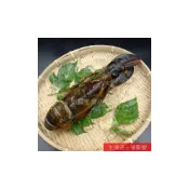 (店+)【蝦鮮生蟹小姐】高壓生凍波士頓龍蝦 約500克上/隻
