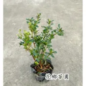 《花鄉園藝》皋月杜鵑、水神、3.5寸