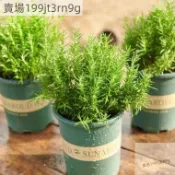 現貨 迷迭香種子（500粒）四季種植 迷迭香 盆栽香草種子高級西餐 可食用 香料 四季播種驅蚊香草 迷迭香種子