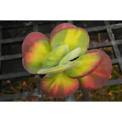 ❁採花❁ 唐印錦中斑-多肉植物/療癒盆栽/園藝