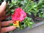 ╭☆東霖園藝☆╮ (玫瑰杜鵑)西洋杜鵑**限量供應-
