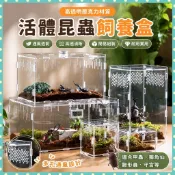 ✨鼎盛精選✨活體成蟲甲蟲獨角仙飼養盒寵物箱亞克力蜘蛛守宮鍬形蟲造景爬寵
