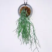 垂枝綠珊瑚│絲葦│水泥上板植栽│室內植物│窗邊植物│觀葉植物