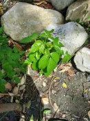 洄瀾熊貓小舖 特定  茄苳樹苗  裸根樹苗