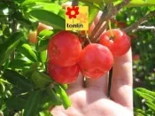 ╭☆東霖園藝☆╮優質果苗-西印度櫻桃( 蜜櫻桃) ..目前是7吋盆30公分缺貨中.夏天才有