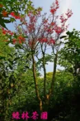 綠林茶園- 紅楓樹(紅猩猩)A6 